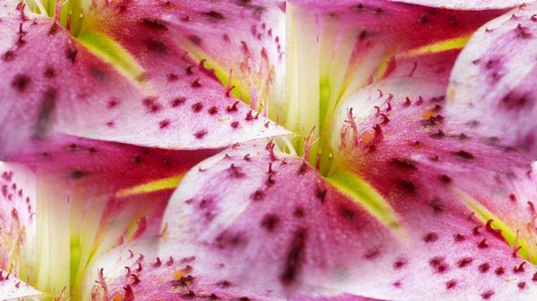 Lilies Set 08 - 67 x A4 Pages to Download